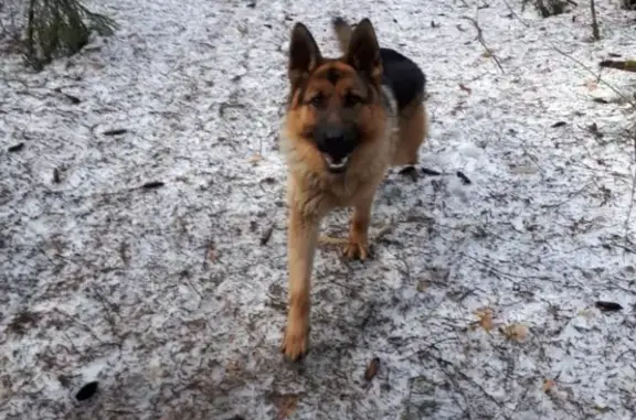 Пропала собака на Вознесенской 9, гарантирую вознаграждение