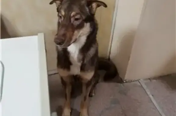 Найдена собака возле метро Пушкинская, нужен новый хозяин!
