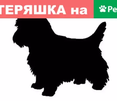Найдена собачка на Ленинградском проспекте