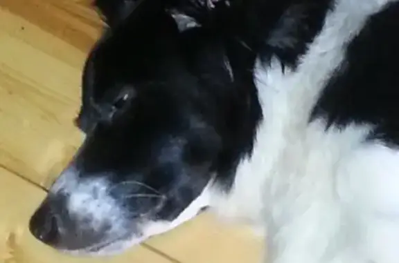 Найдена собака в Москве на улице Инессы Арманд