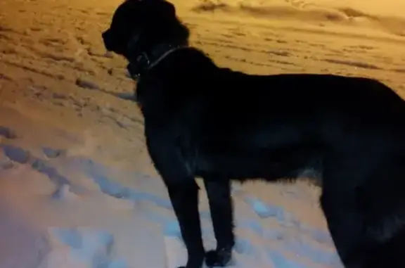 Найдена домашняя собака в Кстовском районе, Россия