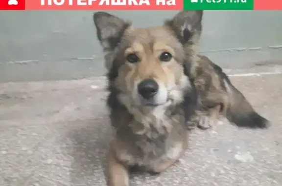Потерянный пёс на областной больнице в Волгограде