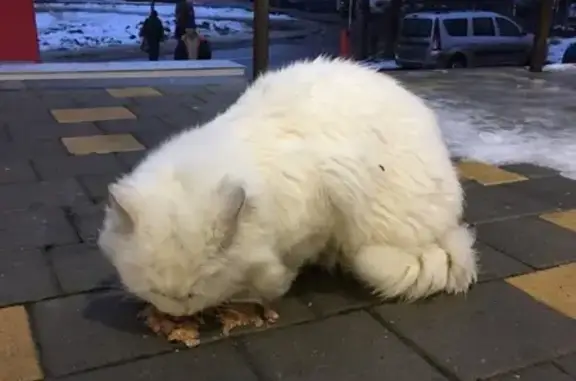 Найден белый кот у магазина на Димитрова, Воронеж