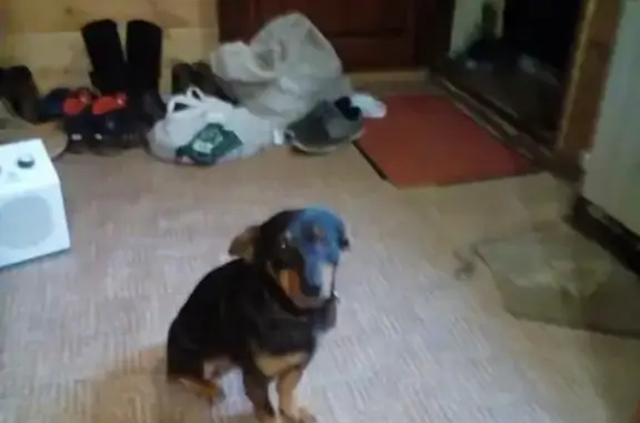 Пропала собака Гарик на ул. Короткова в Иваново