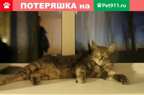 Пропал кот в Краснодаре, ул. Душистая, Молодежный микрорайон