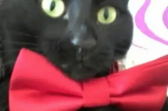 Кошки потеряшки, Набережные Челны, фото: Потеряшка кот в ЗЯБ, один глаз подтекает