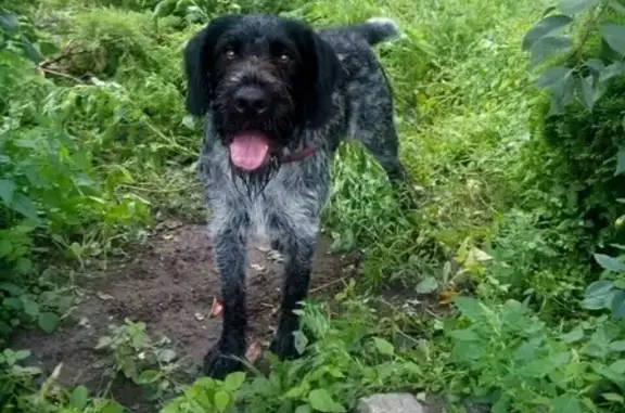 Пропала собака Бостон в Багратионовске