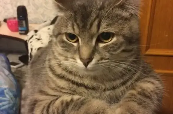 Кошки потеряшки, Ижевск, фото: Потеряшка кошка Сэм в Ижевске