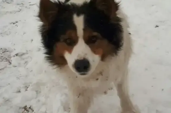 Найден игривый пес в Красноярском районе