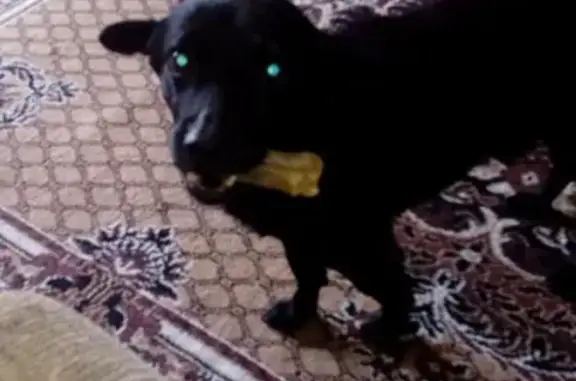 Пропала собака в Новокузнецке, ищем уже долго
