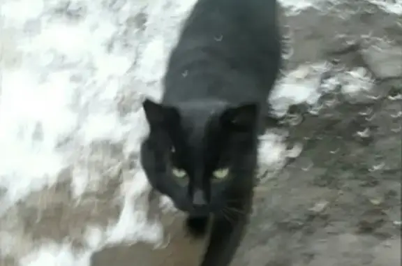 Кошки потеряшки, Ижевск, фото: Потеряшка кот Шустрик на ул. Дзержинского 23