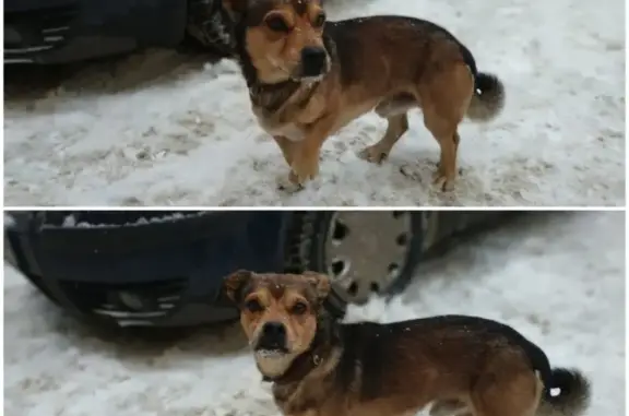 Найдена собака в Уфе, район ЖД больницы