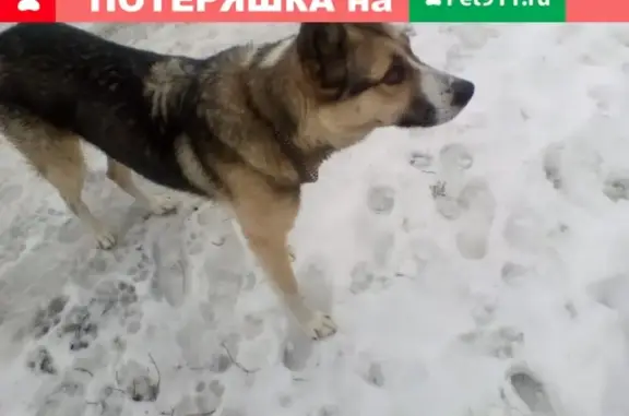 Найден домашний пёс в Репном, Воронежская область