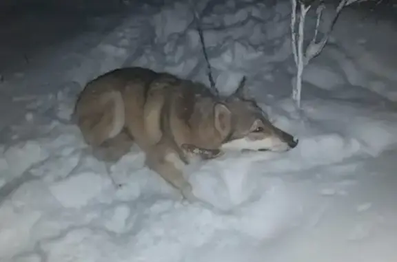 Собака найдена в Александрове, район ЦРММ