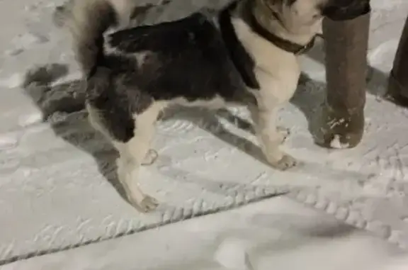 Найдена собака в селе Дворцы, Калуга