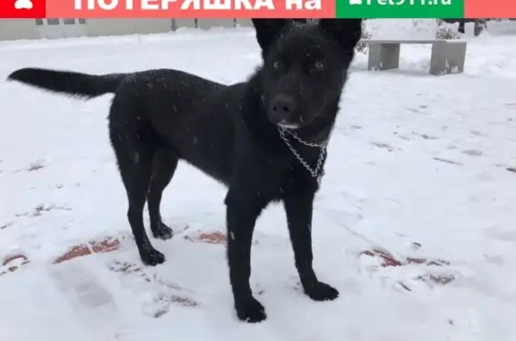 Найдена красивая собака в Балашихе
