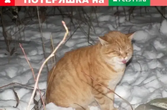 Найдена кошка #Калуга Ольговка, тел. Ларисы