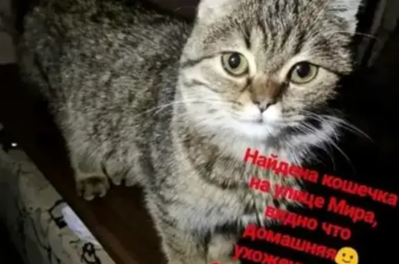 Найдена кошка на улице Мира в Батайске