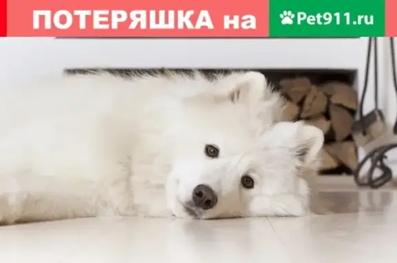 Найден белый пёс в Златоусте, Машзавод.