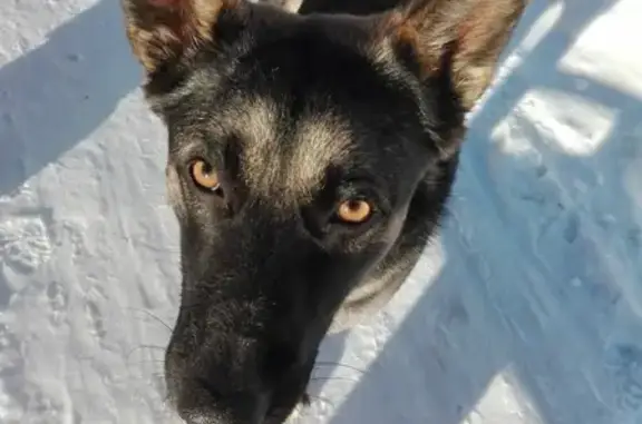 Найдена собака в Советском р-не, нужна передержка https://vk.com/smile9
