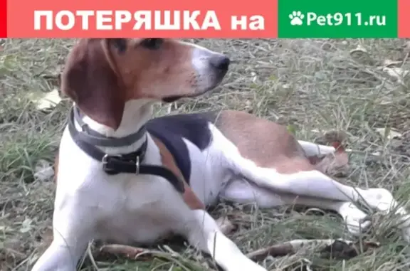 Пропала собака в Пензе, порода Эстонская гончая, кличка Дана #Зоосердце_ZS #Я_потерялся_ZS