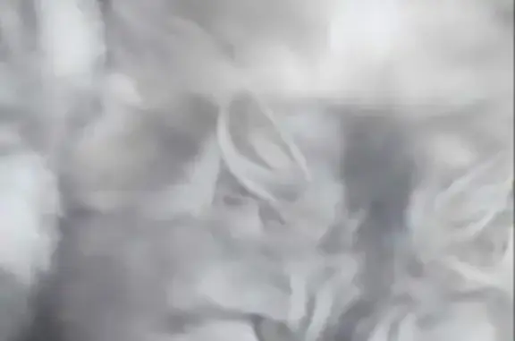 Кошки потеряшки, село Изобильное, фото: Потеряшка кошка Муська в с. Изобильном!