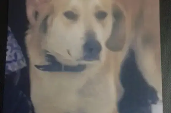 Пропала собака Гая в Тоншалово, Вологодская область