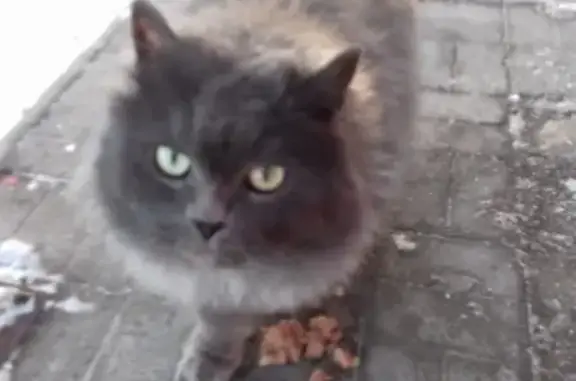 Потерянная кошка возле Магнита в Набережных Челнах