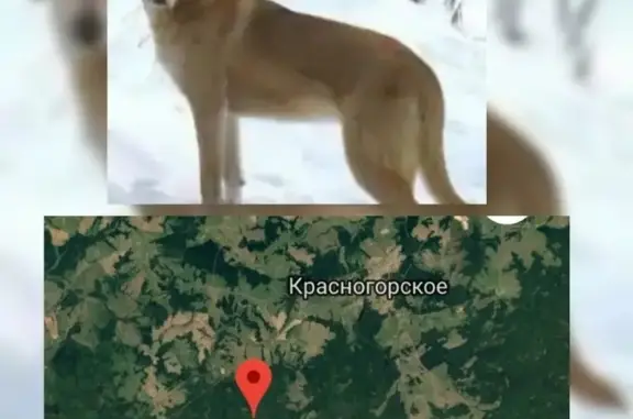 Пропала Русская-гончая в Красногорском районе с GPS-ошейником