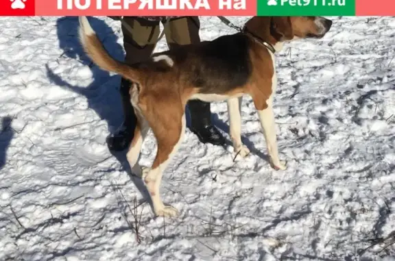 Пропала собака русская пегая гончая в Сысертском районе, ищем 2 дня.
