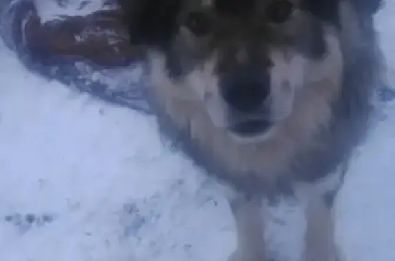 Потерянный пёс в Иваново, район Сортировки