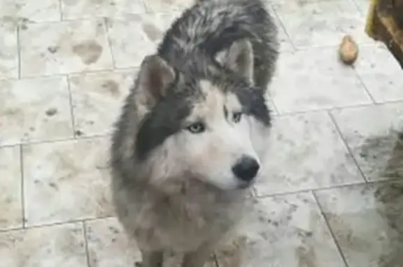 Собака найдена на Зиповской (Краснодар)