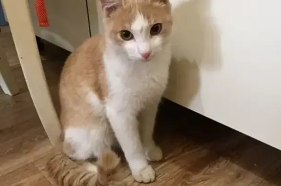 Найден домашний котик в Красноярске, ищет новый дом.