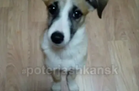 Найден щенок в Новосибирске, ищем хозяев!