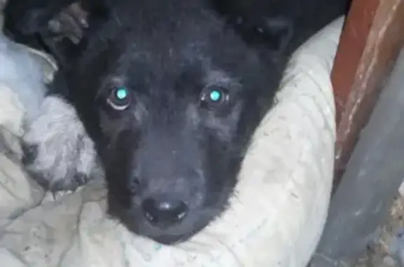 Найден щенок в Железноводске, ищем хозяев