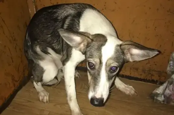Найдена собака на Приморском 11 в Тольятти