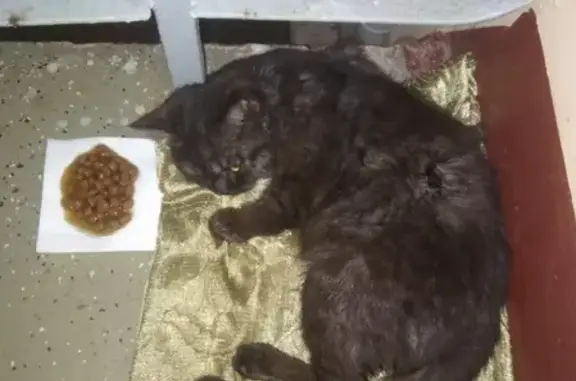 Найдена кошка с болезненной лапкой в Электрогорске, МО