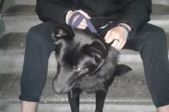 Найдена собака возле метро Ломоносовская