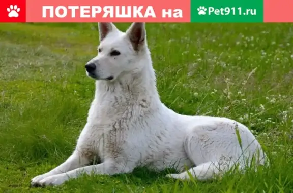 Пропала собака в поселке Люблино, Калининградская область