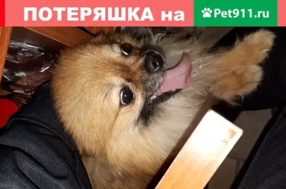 Найден щенок шпиц в Нефтеюганске