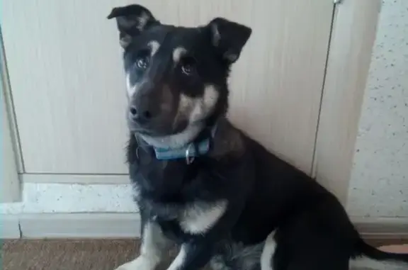 Найдена собака в Новосибирске с голубым ошейником