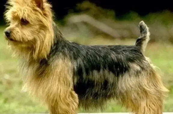 Найдена собака в Мурманске на Верхне-Ростинском шоссе