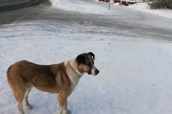 Собака найдена возле Комсомольца и улицы Багратиона, ищем владельца