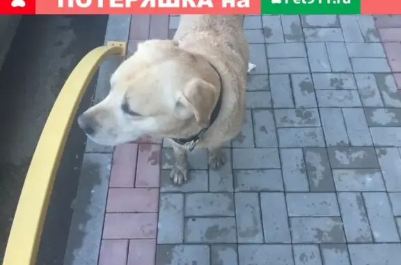 Найдена собака в Краснодаре на улице Автолюбителей