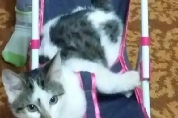 Кошки потеряшки, Кинель-Черкассы, фото: Потеряшка белый кот с черными пятнышками в Кинель-Черкассах