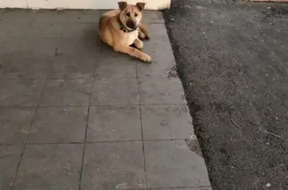 Найдена собака возле ТРЦ в Красноярске