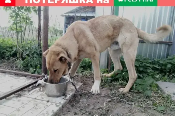 Собаки потеряшки, Заволенье, фото: Потеряшка собака Граф в Ликино-Дулёво, Московская область