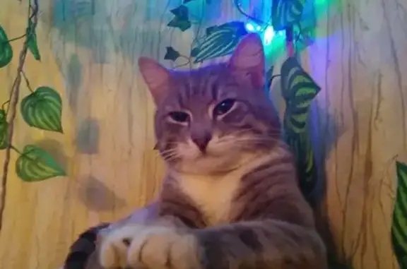 Кошки потеряшки, Омск, фото: Потеряшка кошка Эдик на Новоомской улице, Омск