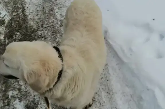 Найдена собака в Заречном (голден ретривер)