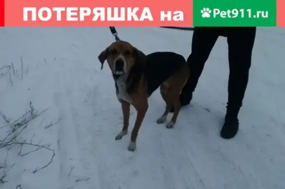 Найдена охотничья собака в Шушенском районе